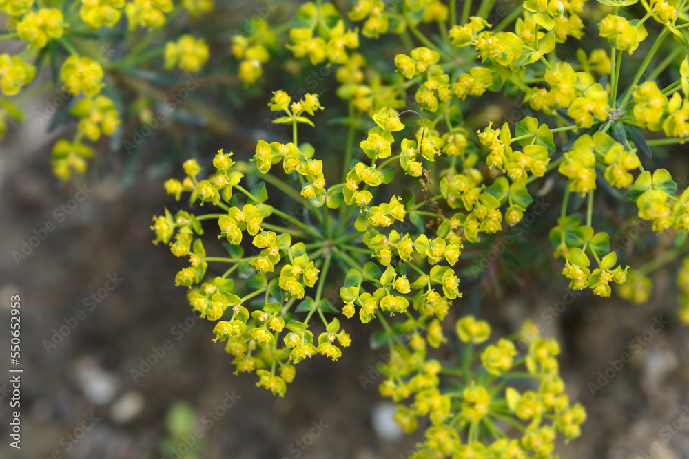 Cypress Spurge yellow flowers Cypress Spurge yellow flowers