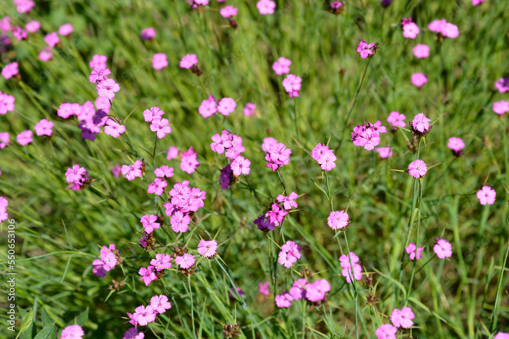 Slender-leaved Сarthusian pink flowers