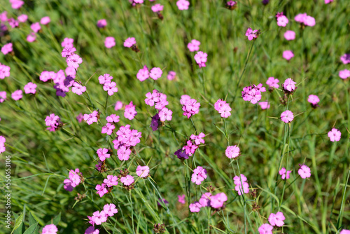 Slender-leaved Сarthusian pink flowers © nahhan