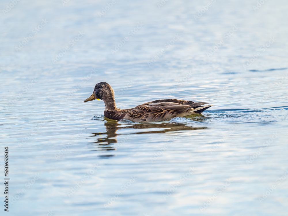Mallard female Duck swims in the pond. Mallard female Duck swims in the pond.
