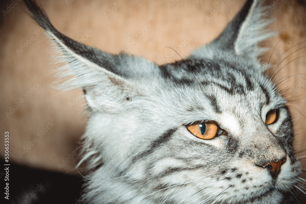 Portrait of a beautiful Maine Coon cat with orange eyes. Close-up.