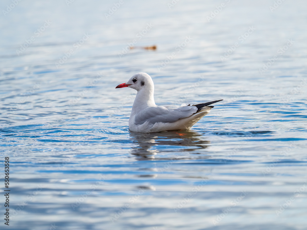 One Seagull, The Black-headed gull, Adult bird in winter plumage, swims on the calm lake shore One Seagull, The Black-headed gull, Adult bird in winter plumage, swims on the calm lake shore