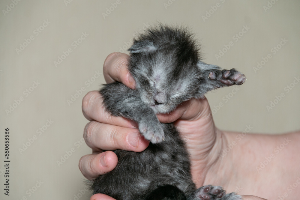 Small funny smoky Maine Coon kitten in hand.