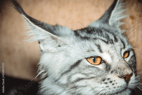 Obraz na płótnie Portrait of a beautiful Maine Coon cat with orange eyes. Close-up. w salonie