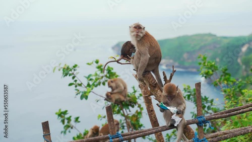 Monkey family on the island, monkey scratching his back