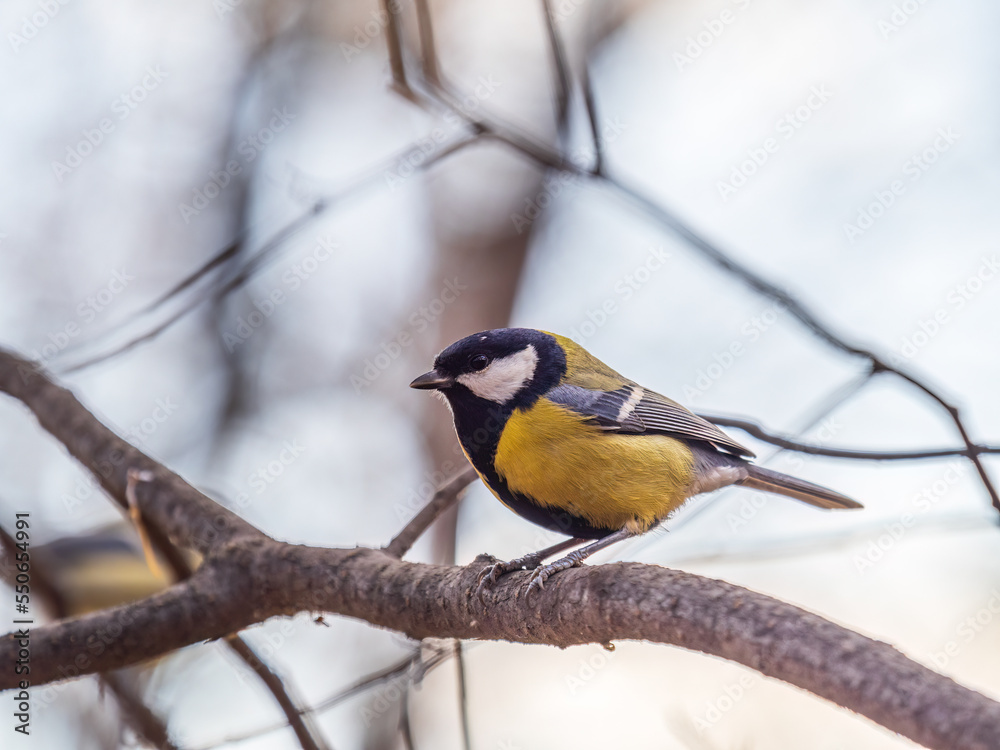 Cute bird Great tit, songbird sitting on the branch with blured background Cute bird Great tit, songbird sitting on the branch with blured background