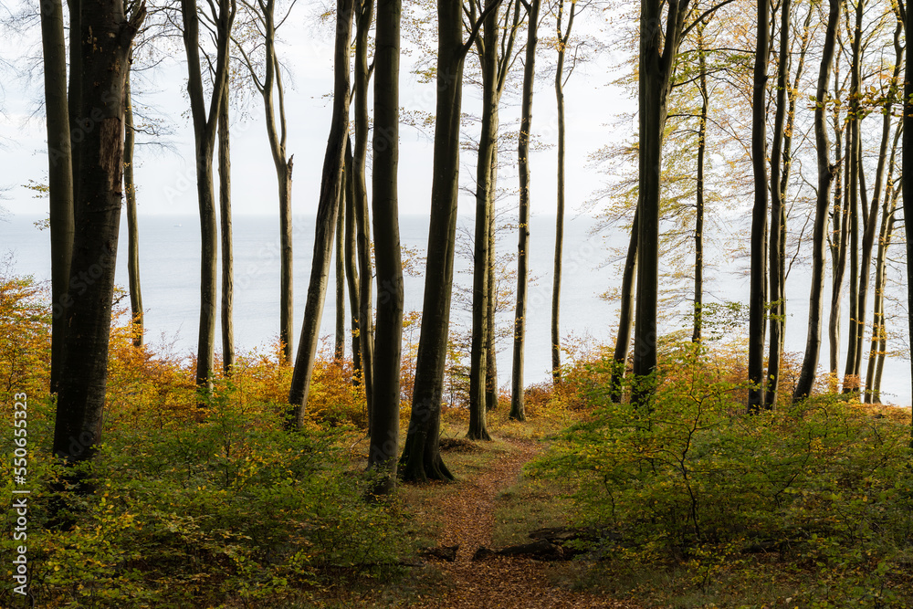 Ocean view through coastal beech forest in autumn conditions Ocean view through coastal beech forest in autumn conditions