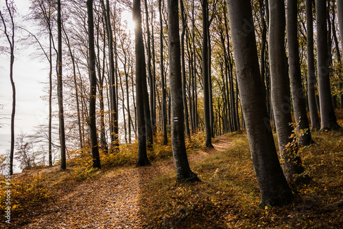 Hiking track in a coastal beech forest at the baltic sea in autumn conditions