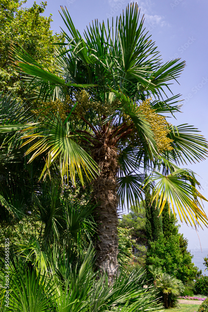 Fototapeta premium Palm tree at the south shore of Crimea