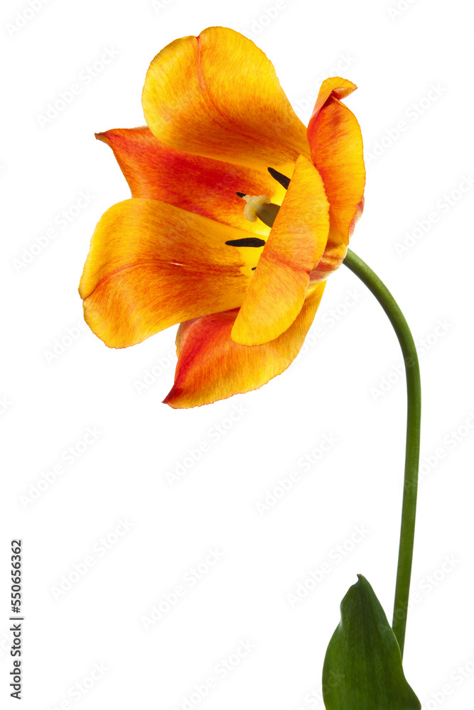 Naklejka premium One beautiful red-yellow tulip on a white background