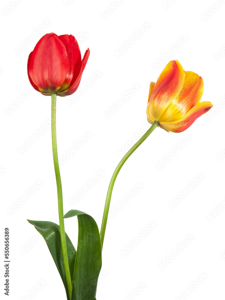 Pair of beautiful tulips isolated on a white background Pair of beautiful tulips isolated on a white background