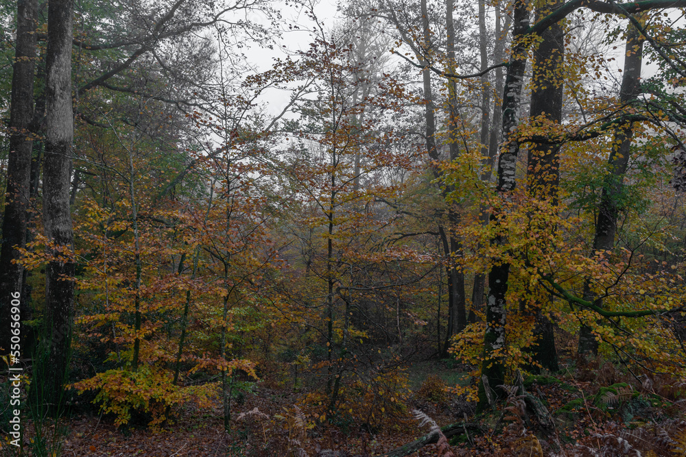 Alençon, France - 11 26 2022: Panoramic view of the Ecouves forest