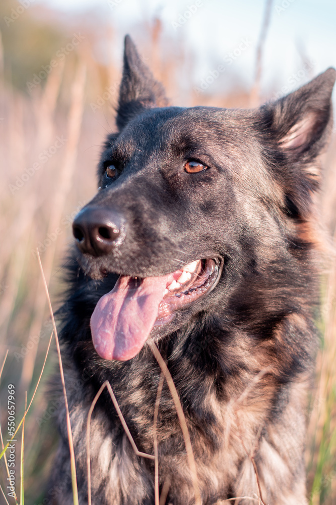 german shepherd dog 