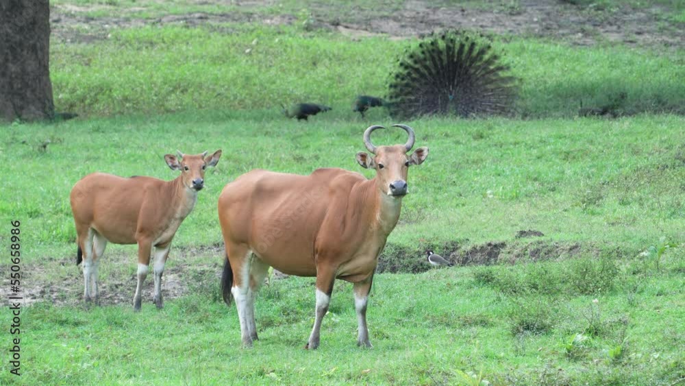 Banteng with family at Huai Kha Khaeng Wildlife Sanctuary. Banteng with family at Huai Kha Khaeng Wildlife Sanctuary.