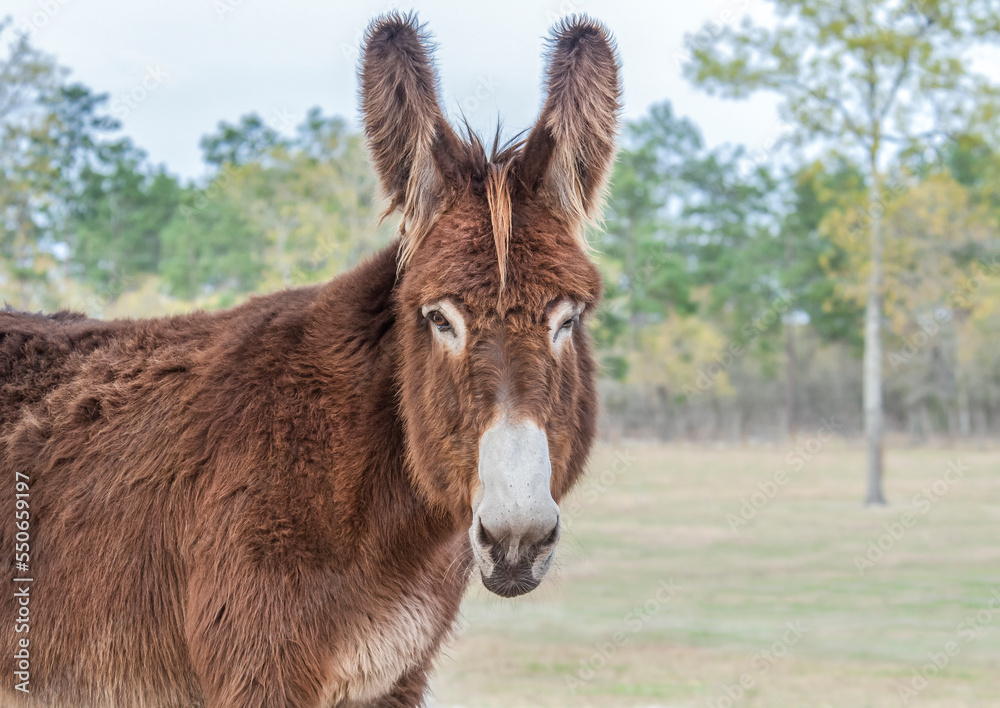 Poitou donkey Jenny head