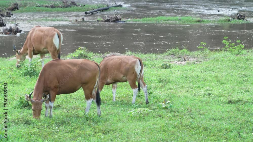 banteng Bibos banting in a field banteng Bibos banting in a field