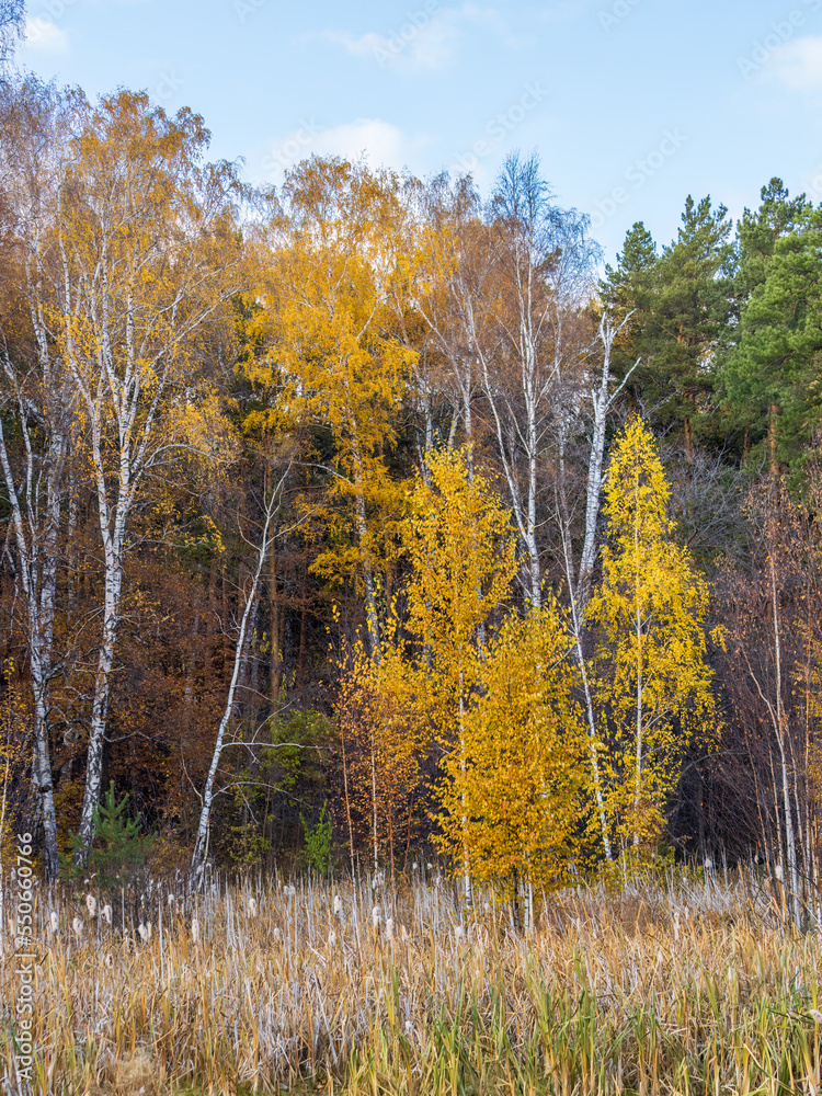 Fototapeta premium Trees with orange, green and yellow leaves in the autumn forest.