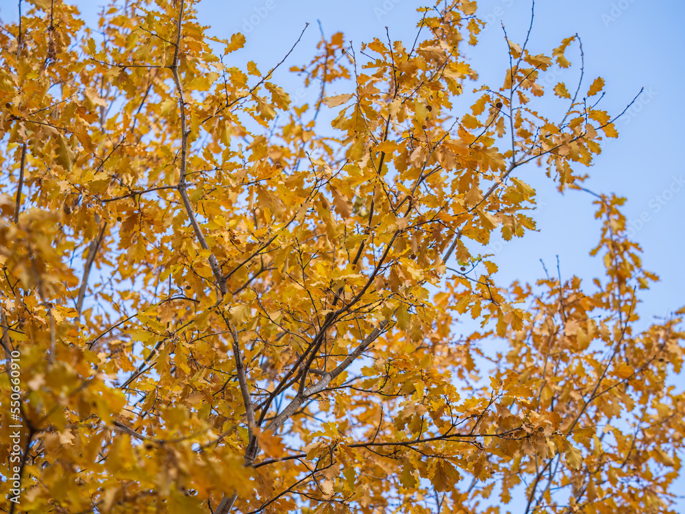 Oak branches with yellow leaves in autumn park Oak branches with yellow leaves in autumn park