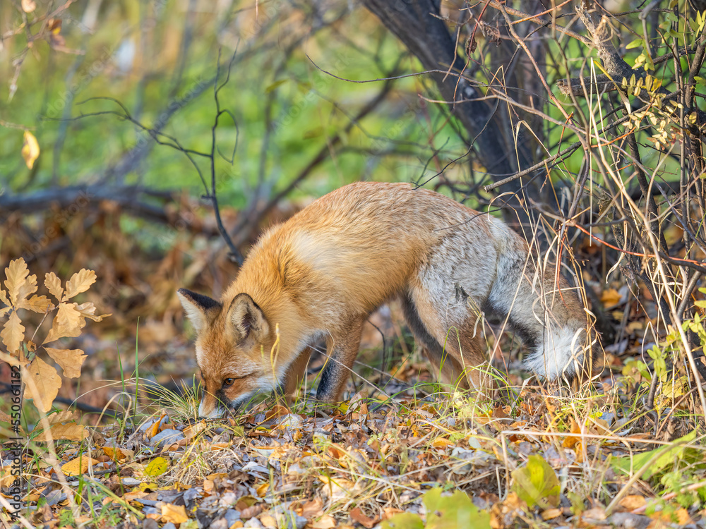 The red fox Vulpes vulpes walks along a path in the forest. The red fox Vulpes vulpes walks along a path in the forest.