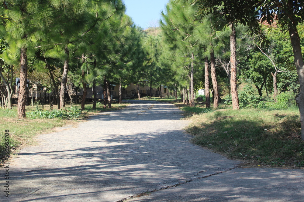 Curvy walkway surrounded by pine trees in daylight. Curvy walkway surrounded by pine trees in daylight.