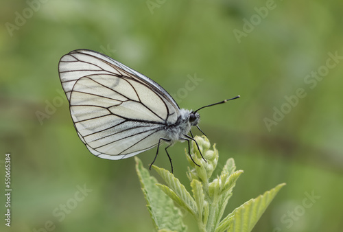 Photos of various butterflies feeding on flowers