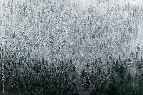 Coniferous forest sprinkled with first snow in mountain.