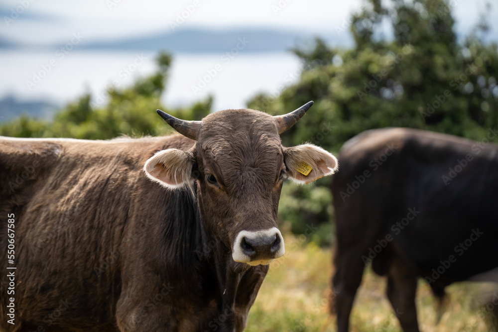 Face of cattle grazing in the open rural field 