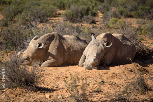 rhinos and the south african desert