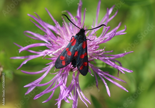 Sechsfleck-Widderchen - Six-spot burnet