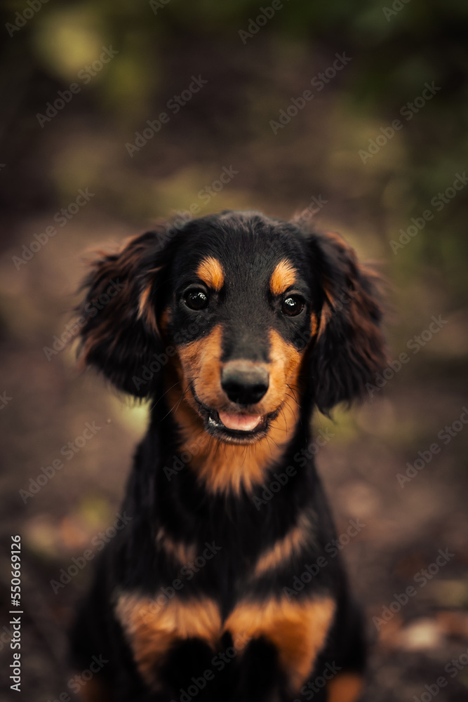 Dog shelter puppy portrait
