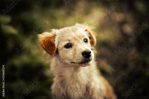 Dog shelter puppy portrait