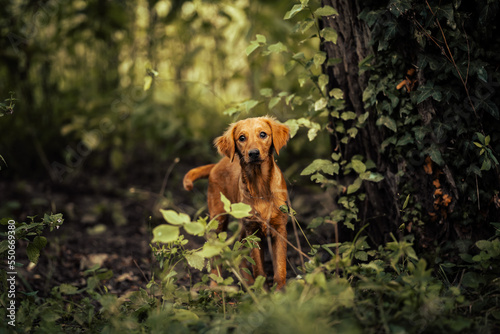 Dog shelter puppy portrait © martynanysk