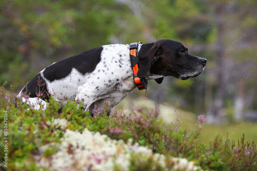 Dog english pointer