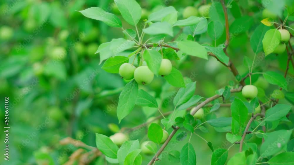 Apple tree with green apples close up. Green apple grow on a branch. Selective focus at apple Apple tree with green apples close up. Green apple grow on a branch. Selective focus at apple