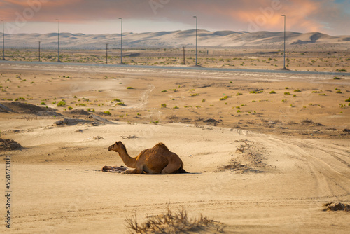 Camel on the desert in United Arab Emirates