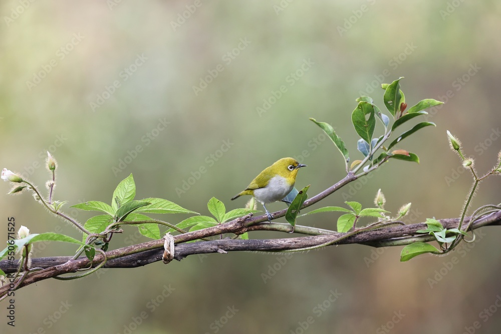 Oriental white-eye or Indian white eye bird  sitting on the branch of a tree. Amazing photo  with beautiful background. Best to watch when birds feed on their food
