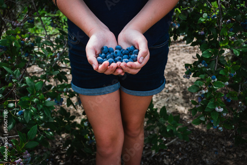 Hands holding freshly picked blueberries