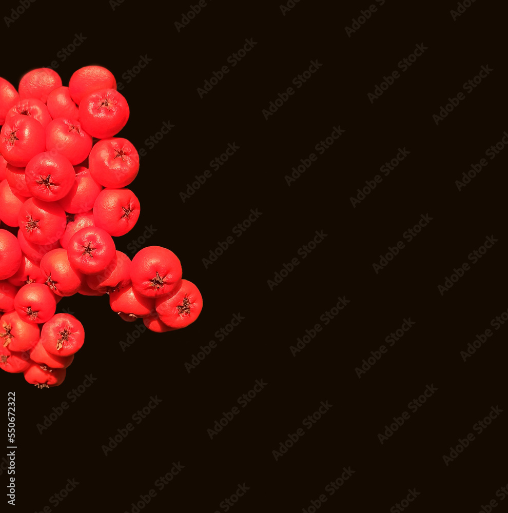 part of a bunch of red rowan on a black background with space for text, background part of a bunch of red rowan on a black background with space for text, background