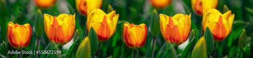 Large orange-yellow tulips in a flower bed.