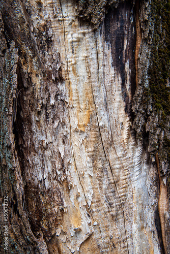 Fototapeta Naklejka Na Ścianę i Meble -  peeled tree bark close-up. bark texture. tree wound