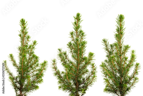 Three views of small green fir tree. Png isolated with transparency