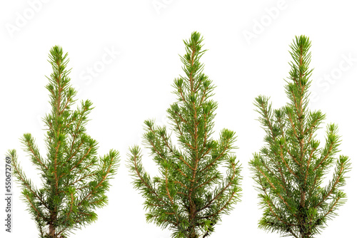 Obraz na płótnie Three views of small green fir tree. Png isolated with transparency w salonie