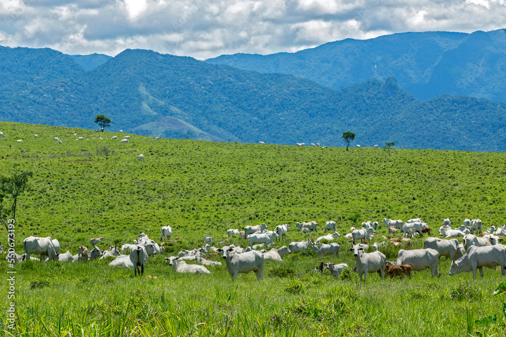Fototapeta premium Nelore cattle in green pasture with hill and cloud sky on background. Brazil