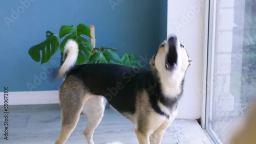 mixed breed dog barking and yelping looking to the window, pet care