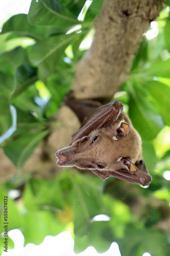 fruit bat on a tree