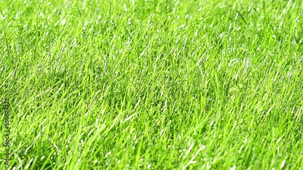 Green lawn close-up, grass in front of the house pure green, close-up,