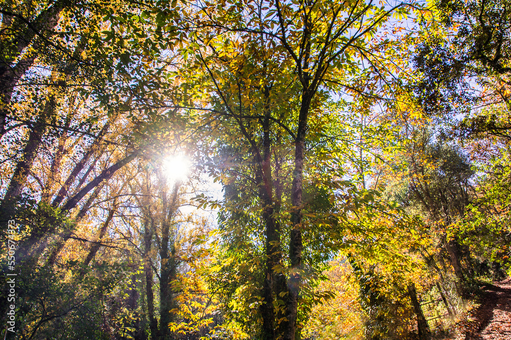 Sunbeams Coming Through The Branches Of A Group Of Trees In A Forest In Europe. Enchanted Landscape. Sunbeams Coming Through The Branches Of A Group Of Trees In A Forest In Europe. Enchanted Landscape.