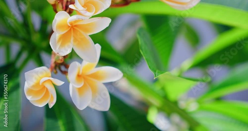 Tropical plant white frangipani flowers sway on the tree. Tender inflorescence. Spring mood. photo