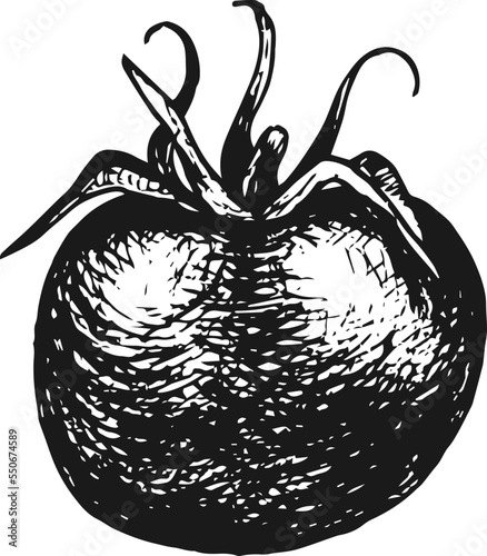 Hand drawn ripe tomato, vector illustration