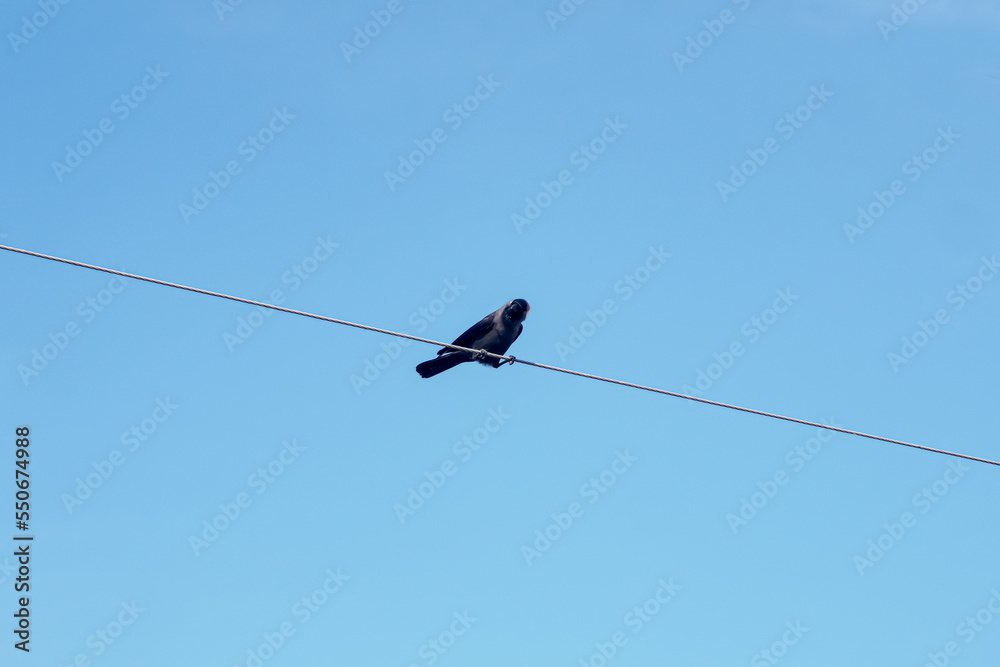 One black Crow sitting the electric ware. One black Crow sitting the electric ware.